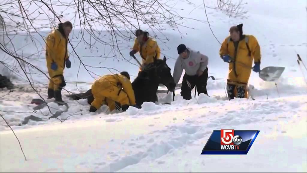 Horse gets stuck in giant snow drift
