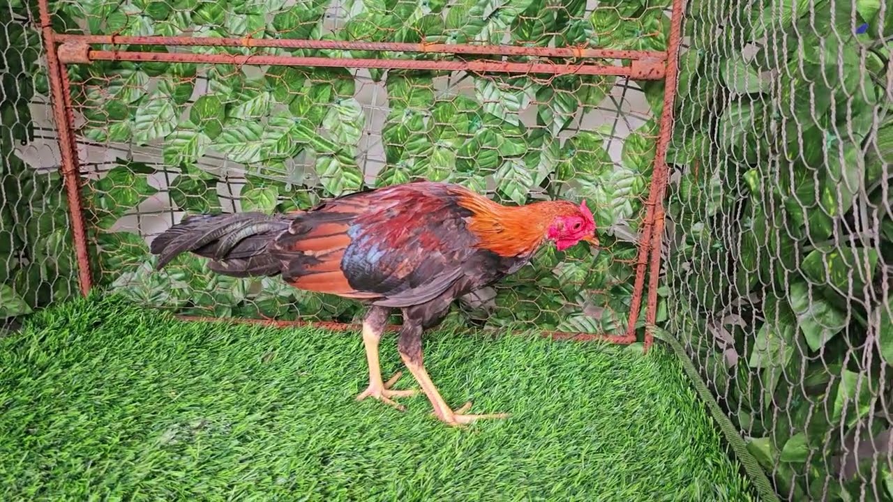 D1sp0n1bles pollos al marcaje de la traba Martinza Ángel Matinez inf. 8097818747