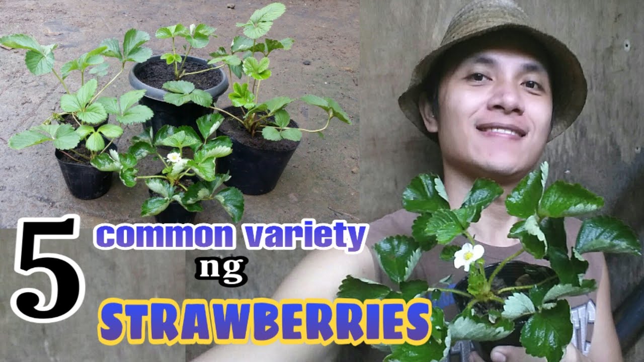 PAANO MALALAMAN ANG VARIETY NG STRAWBERRIES -STRAWBERRY VARITIES