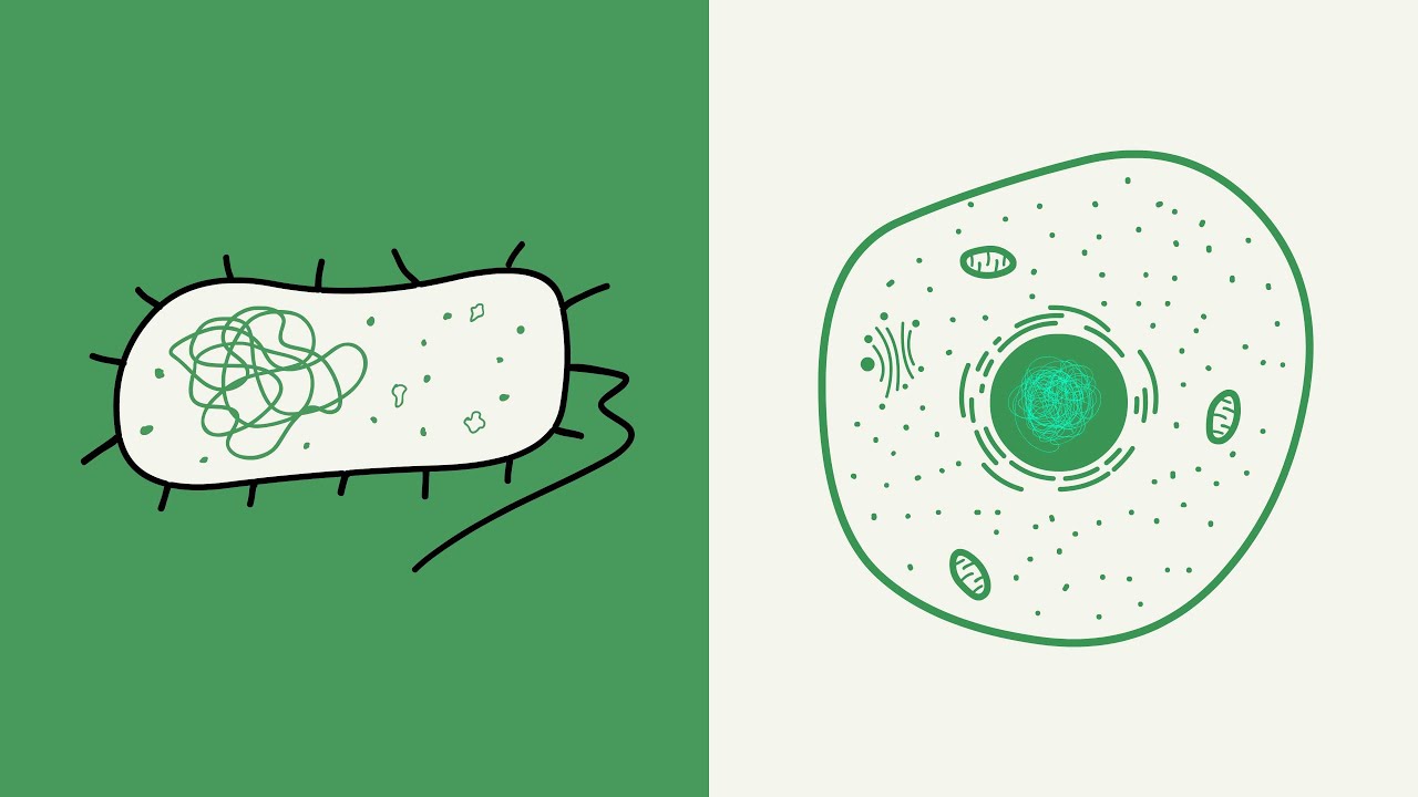 Prokaryotic vs Eukaryotic Cells Explained under 4 Minutes