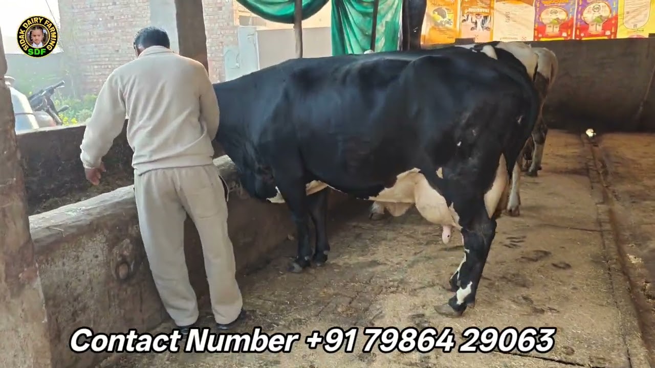 3 Cows for sale, 3 ਗਾਵਾਂ ਵਿਕਾਊ 