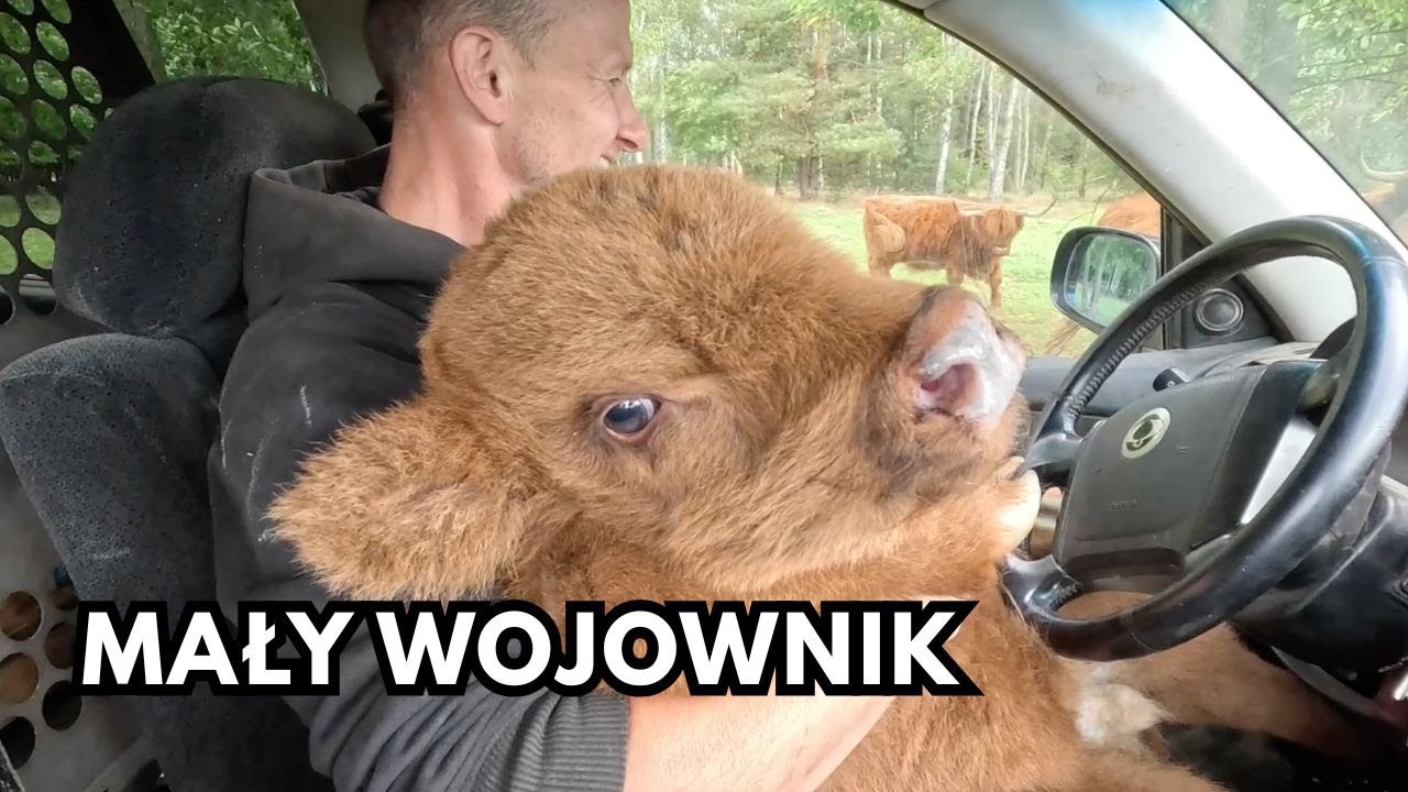 Kolczykowanie cielaka po ataku much. Część 2