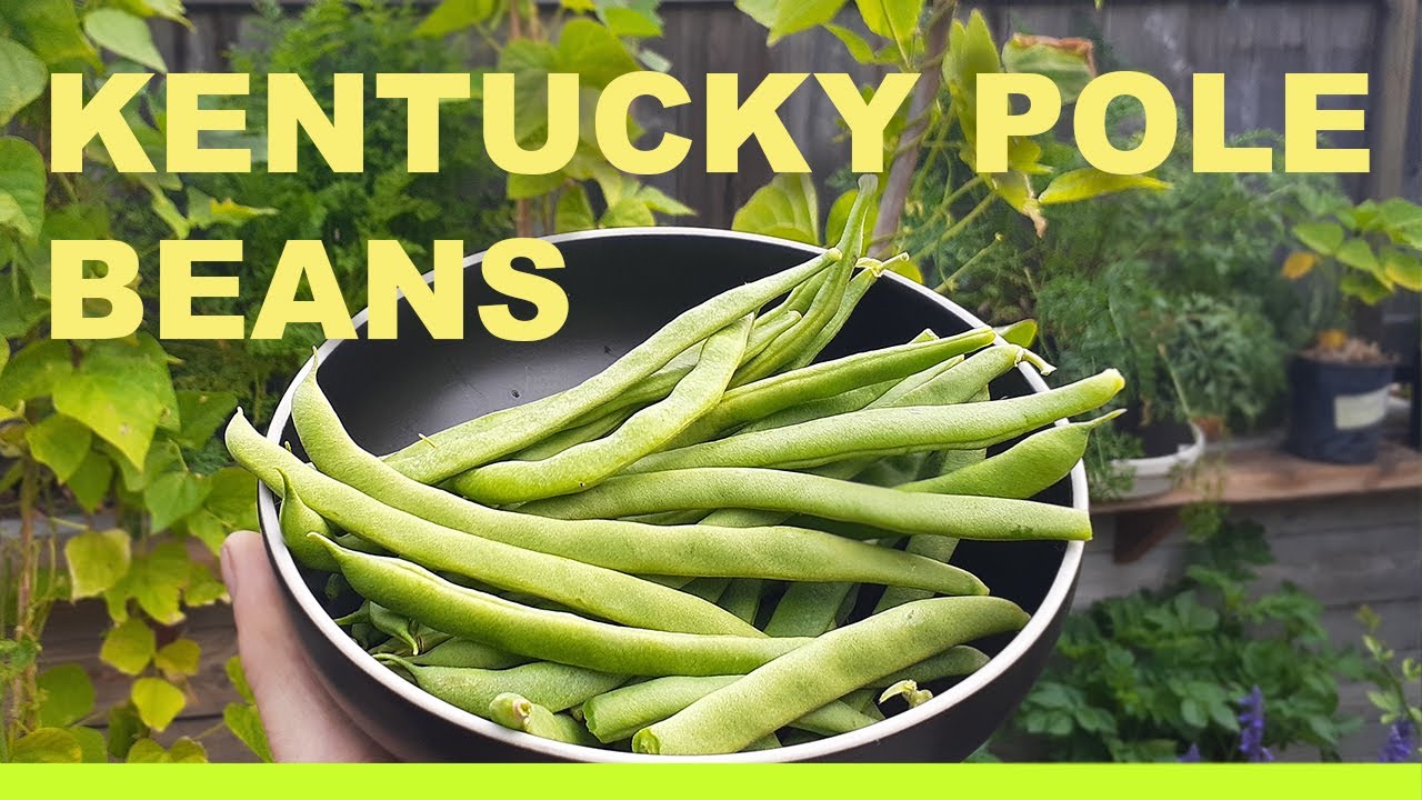 Grow 15 FEET TALL Pole BEANS in just a (5) gallon container