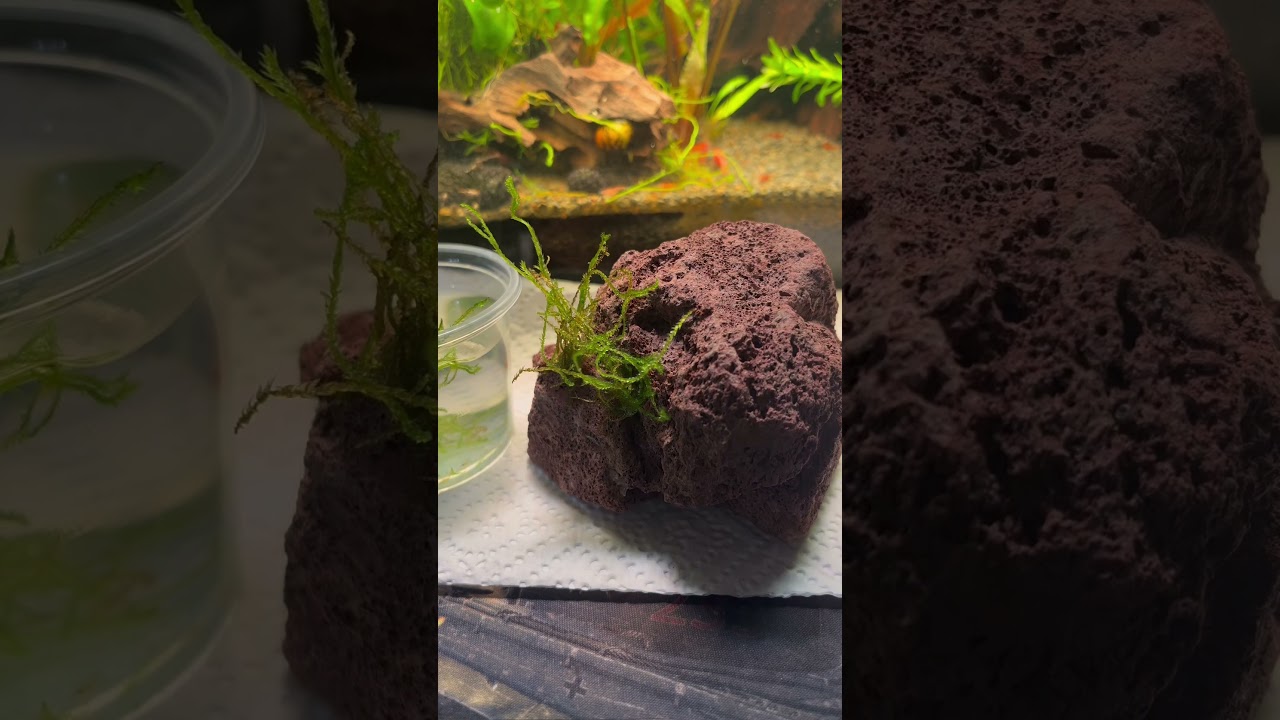 CUM LIPIM PLANTELE EPIFITE DE DECOR? #aquarium #aquascape #acvariu #moss #taiwanmoss