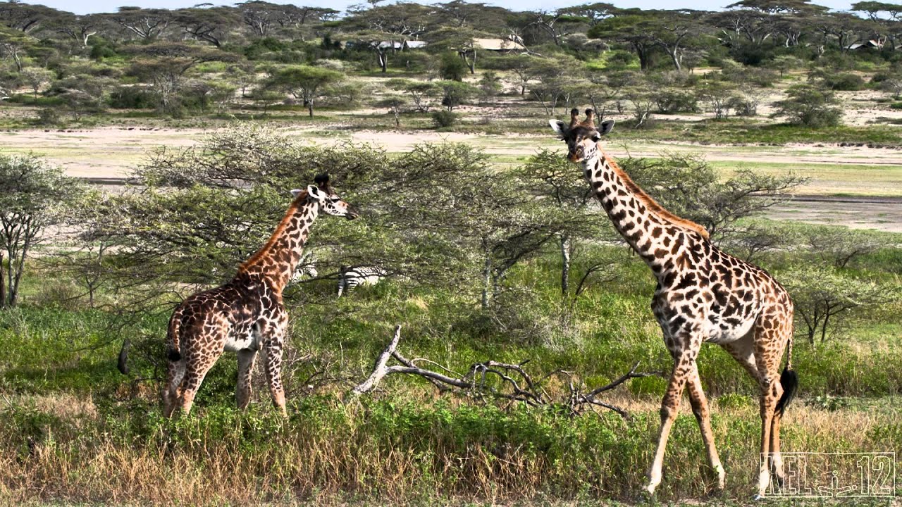 Tanzania - Kel 12