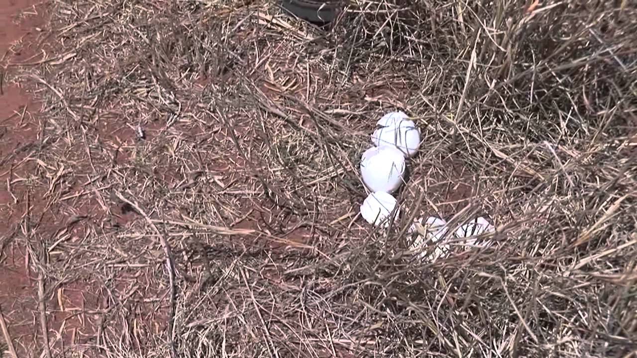 Quail Posts - Dummy Nests: Quail CSI - Texas Wildlife Association