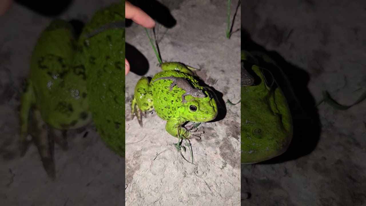 Catching a lizard on a big funny frog | Frog performing comedy | Funny fat frog