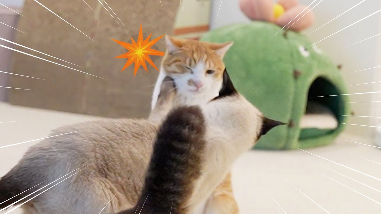 우리집 고양이 새로운 서열 변화 😱 다크호스 등장!