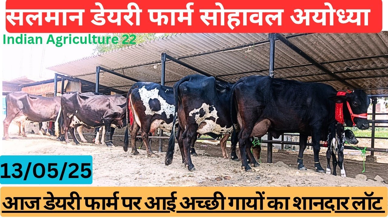 देखिए आज इस डेयरी फार्म पर आई शानदार गायों का लॉट,सलमान डेयरी फार्म सोहावल अयोध्या