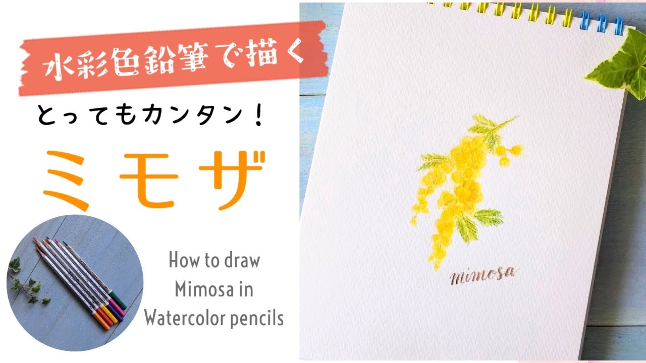 水彩色鉛筆で描くミモザ