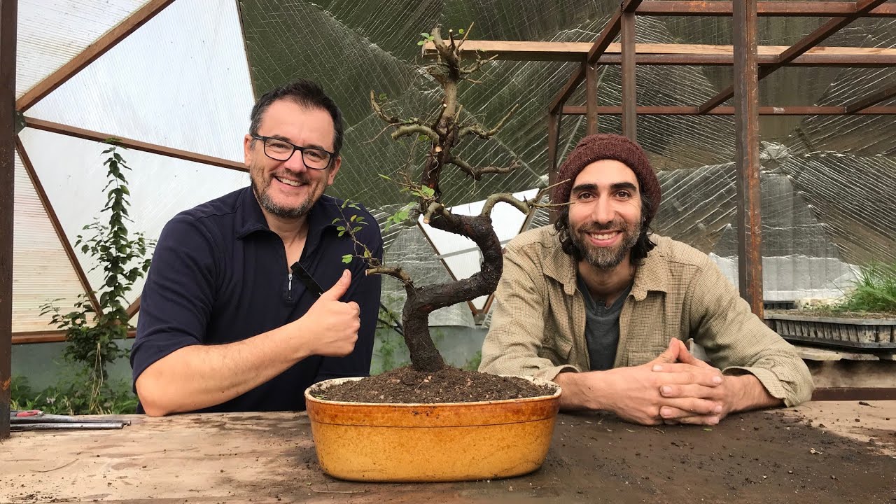 Bonsaï, substrats et sol vivant ! (avec Vital Bonsaï)