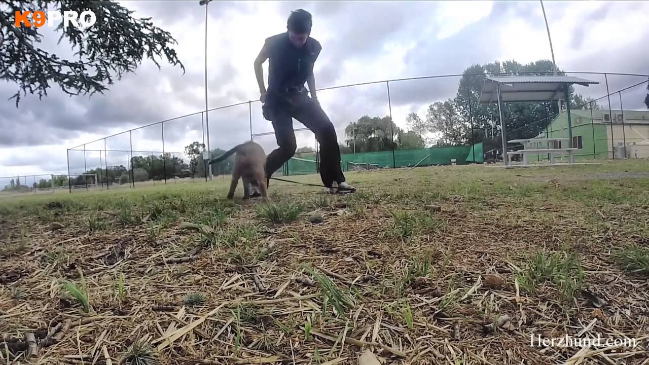 Malinois Puppy Engagement Training Herzhund Malinois