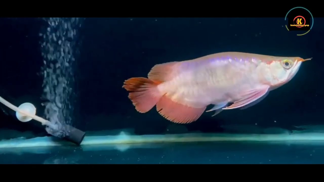 AROWANA SHORT BODY
