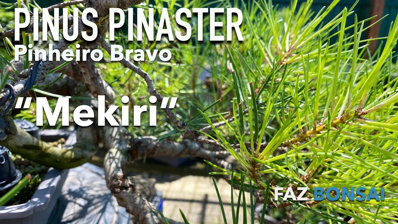 Pinus Pinaster (pinheiro Bravo) - Mekiri