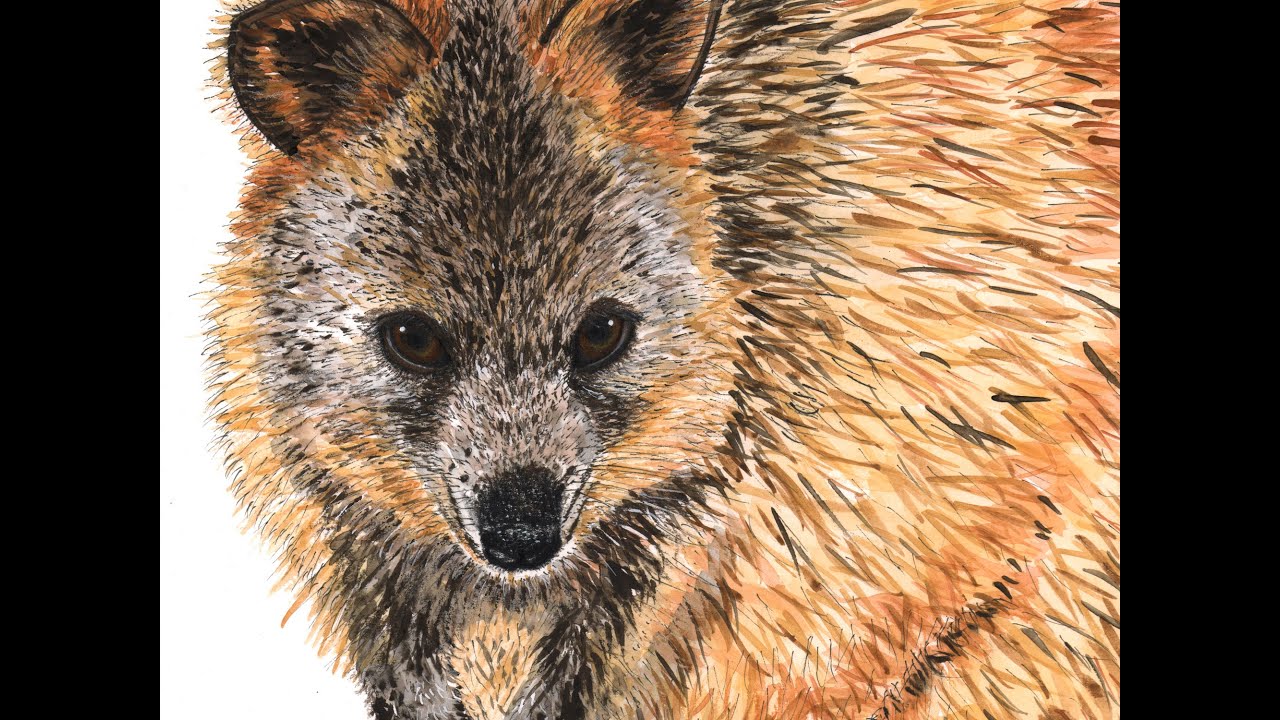 Quokka Quintessence #quoka #australian #painting #illustration #bluethumbart #art #mixedmedia