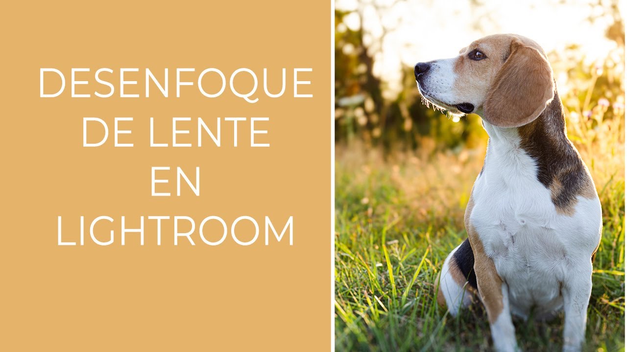 Desenfoque de fondos ı FOTOGRAFÍA DE MASCOTAS TUTORIAL l Fotografía de mascotas exteriores