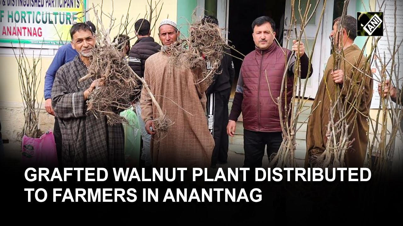 J&K: Horticulture department distributes grafted Walnut plant to farmers in Anantnag I #KashmirNews