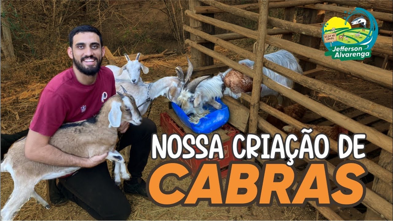 Como criar cabras e bode. Nossa cria&ccedil;&atilde;o de caprinos.