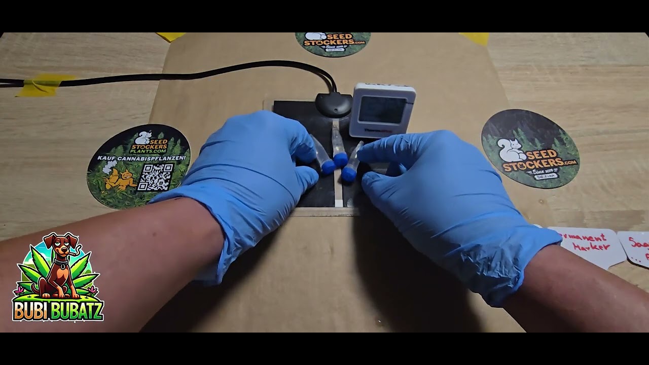 Cannabis Anbau leicht gemacht. Seedstockers Clip1