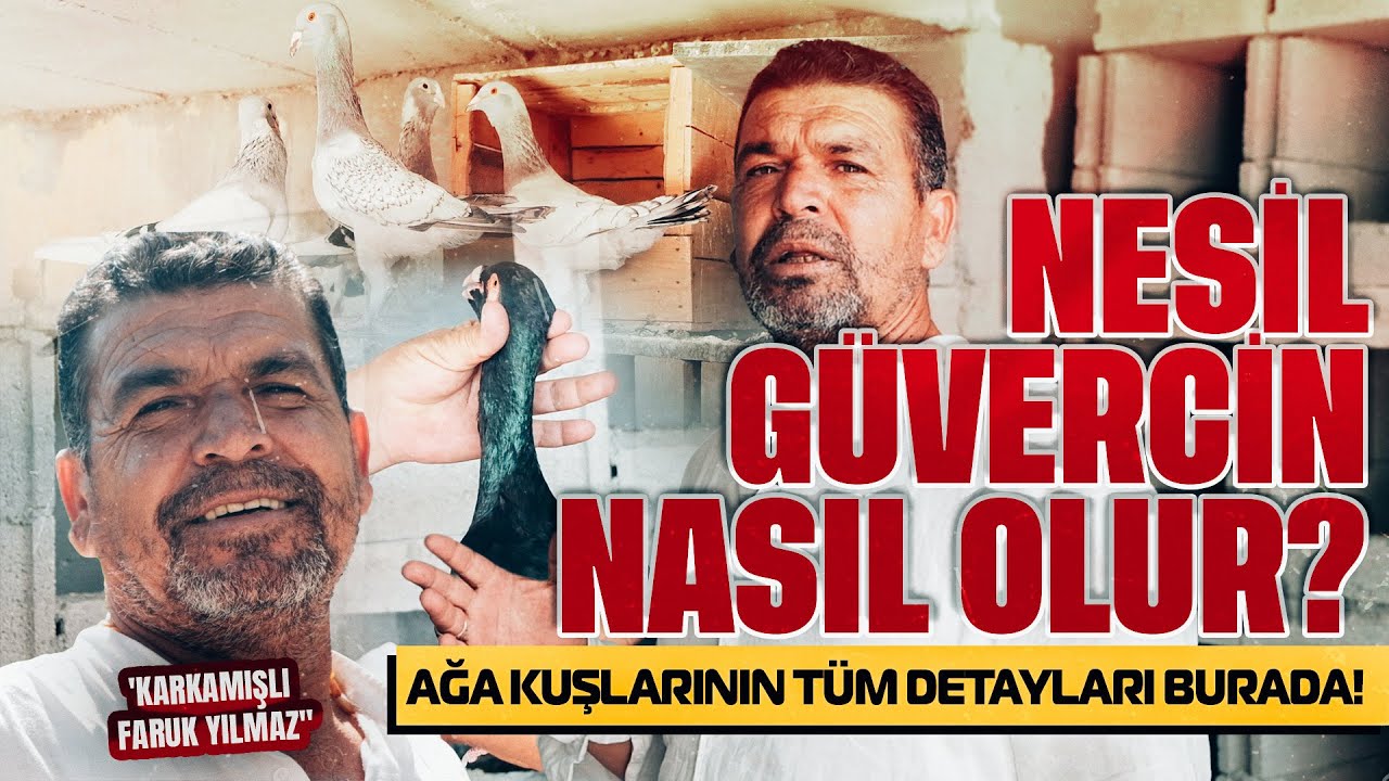 Nesil Güvercin Nasıl Olur? Ağa Kuşlarının Tüm Detayları Burada