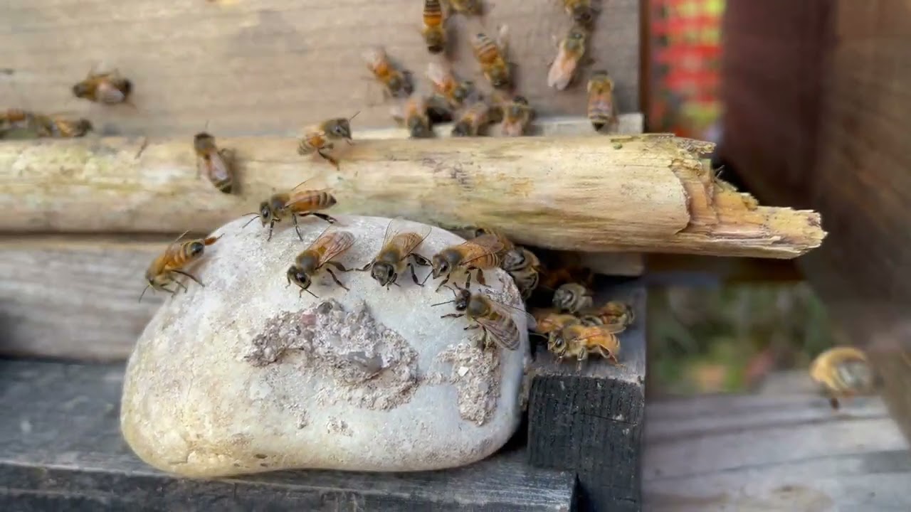 Почему мои пчёлы сбежали? Причины побега. В колонии 0 во время стрельбы вспыхивает грабеж!