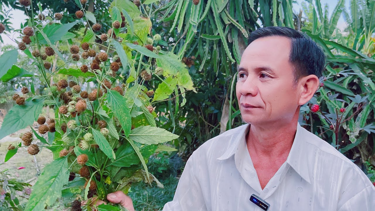 C&acirc;y K&eacute; Đầu Bự L&agrave; Một Loại Dược Liệu Qu&yacute; Chữa Được Rất Nhiều Bệnh