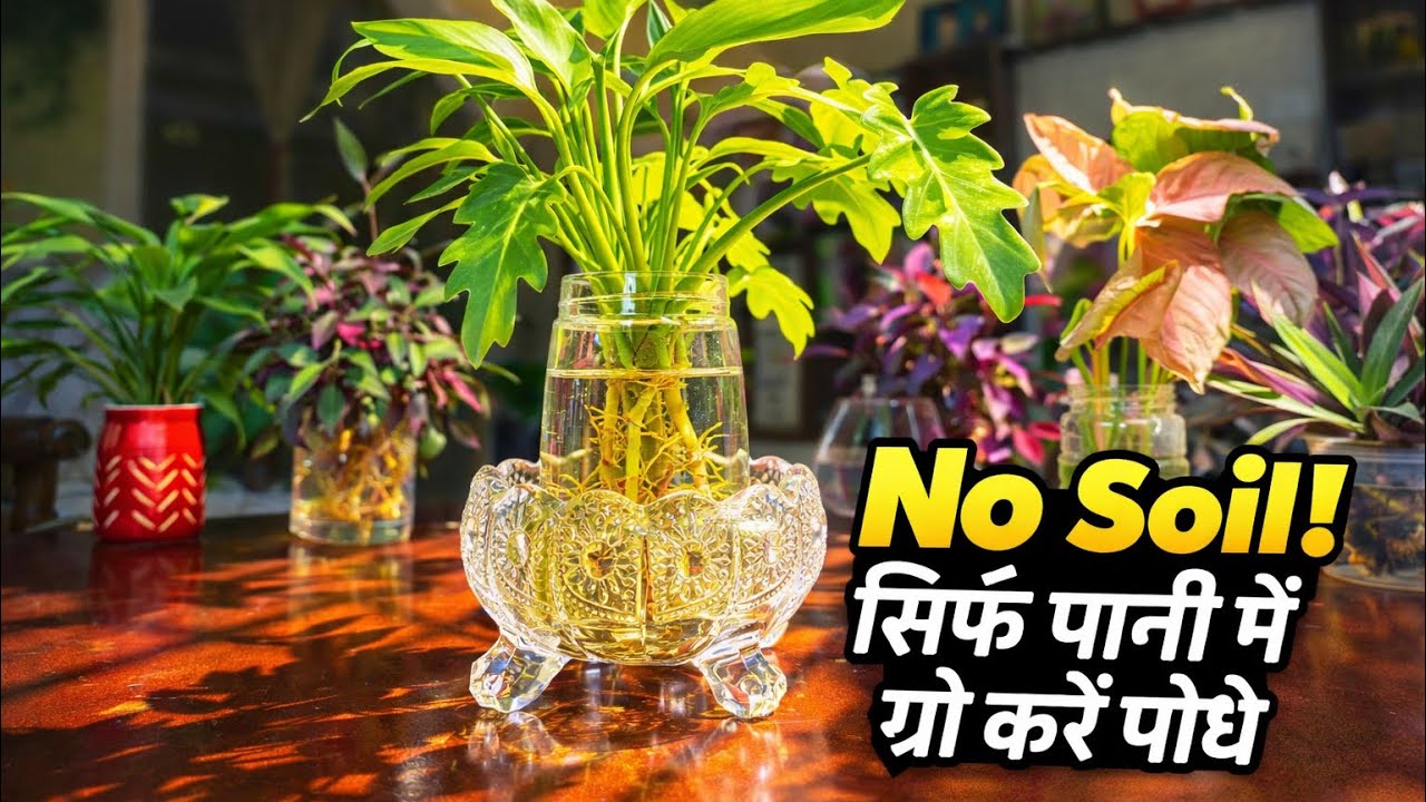 सिर्फ पानी में उगने वाले पौधे|बिना मिट्टी के उगाएं ये इंडोर प्लांट| Water Plants for Home 