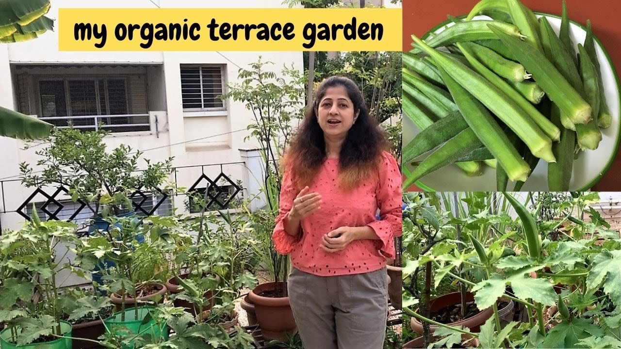 my terrace garden| भेंड्या इतक्या प्रमाणात आणि आकारानी मोठ्या येण्याचे हे कारण आहे!