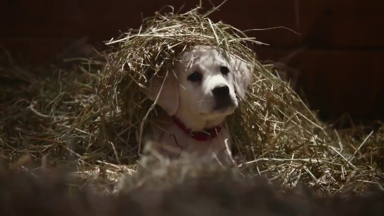 Budweiser - Best Buds