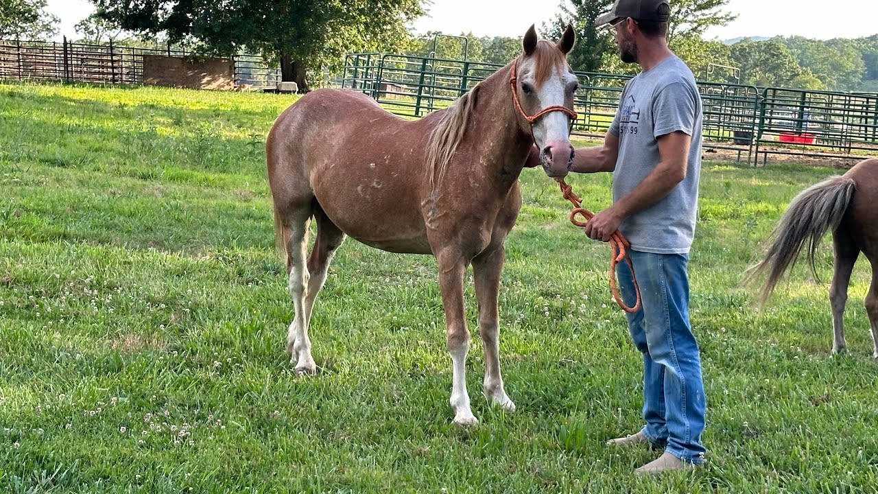 CHANCE- RESCUE POA HORSE REHAB!