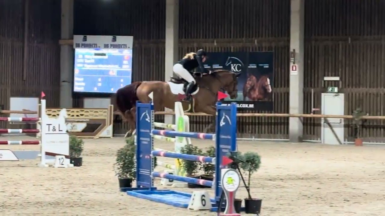Tuur M - 7yo Stallion Competition Zellik