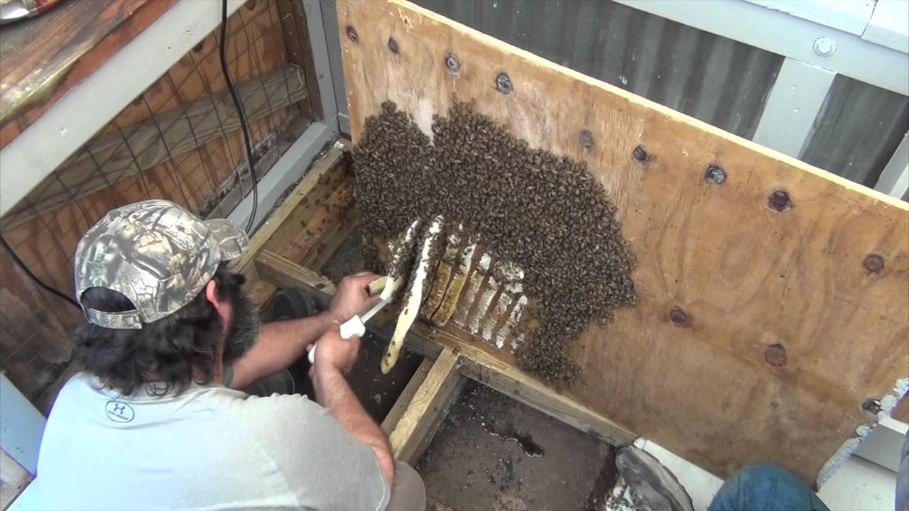3 Whacky Beekeepers - Bees In Shed Floor. (No Problem!)