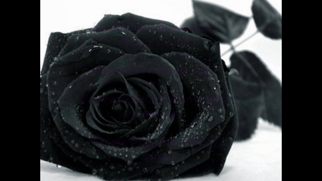 Firewind - Wild Rose-Days of Defiance