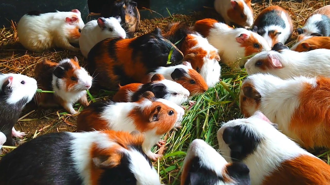 Guinea pigs eating asmr, cute guinea pig eating grass, cute animal family eating, guinea pig videos 