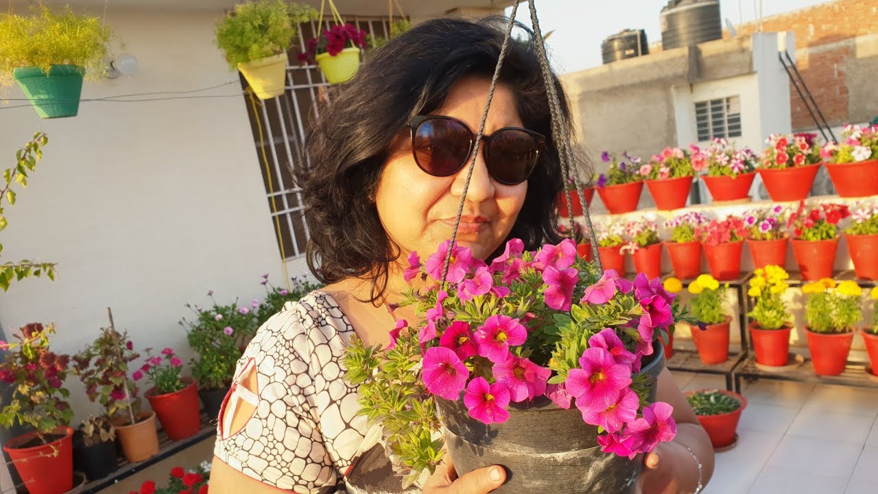 Care of Calibrachoa Plant || How to Grow and Care Calibrachoa Plant