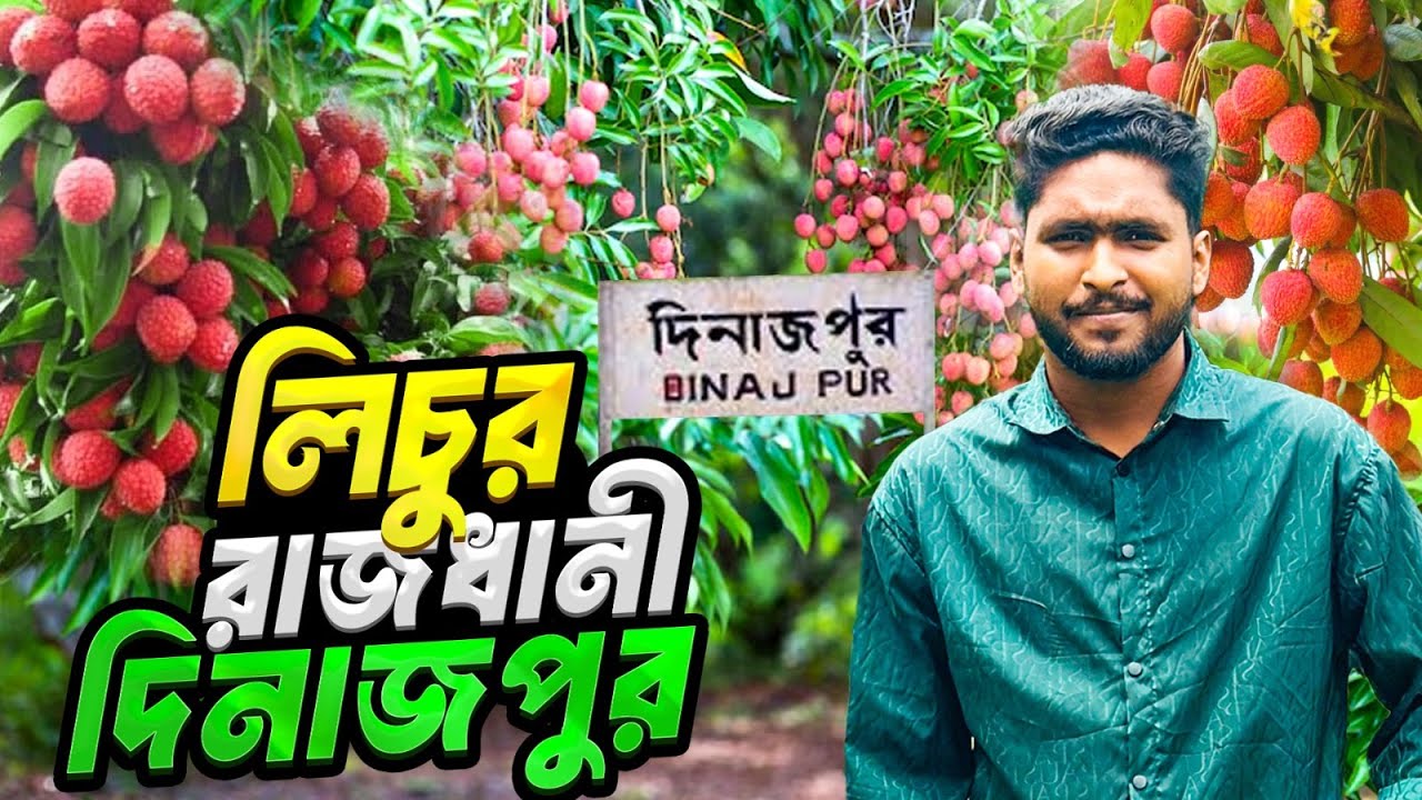 লিচুর রাজধানী দিনাজপুর | Dinajpur Lichu | দিনাজপুরের বিখ্যাত লিচু বাগান 🌳l