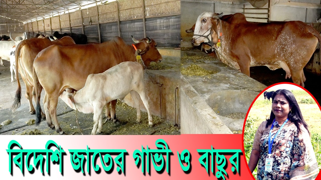 বিদেশী জাতের গাভী ও বাছুর, Foreign breed cows and calves