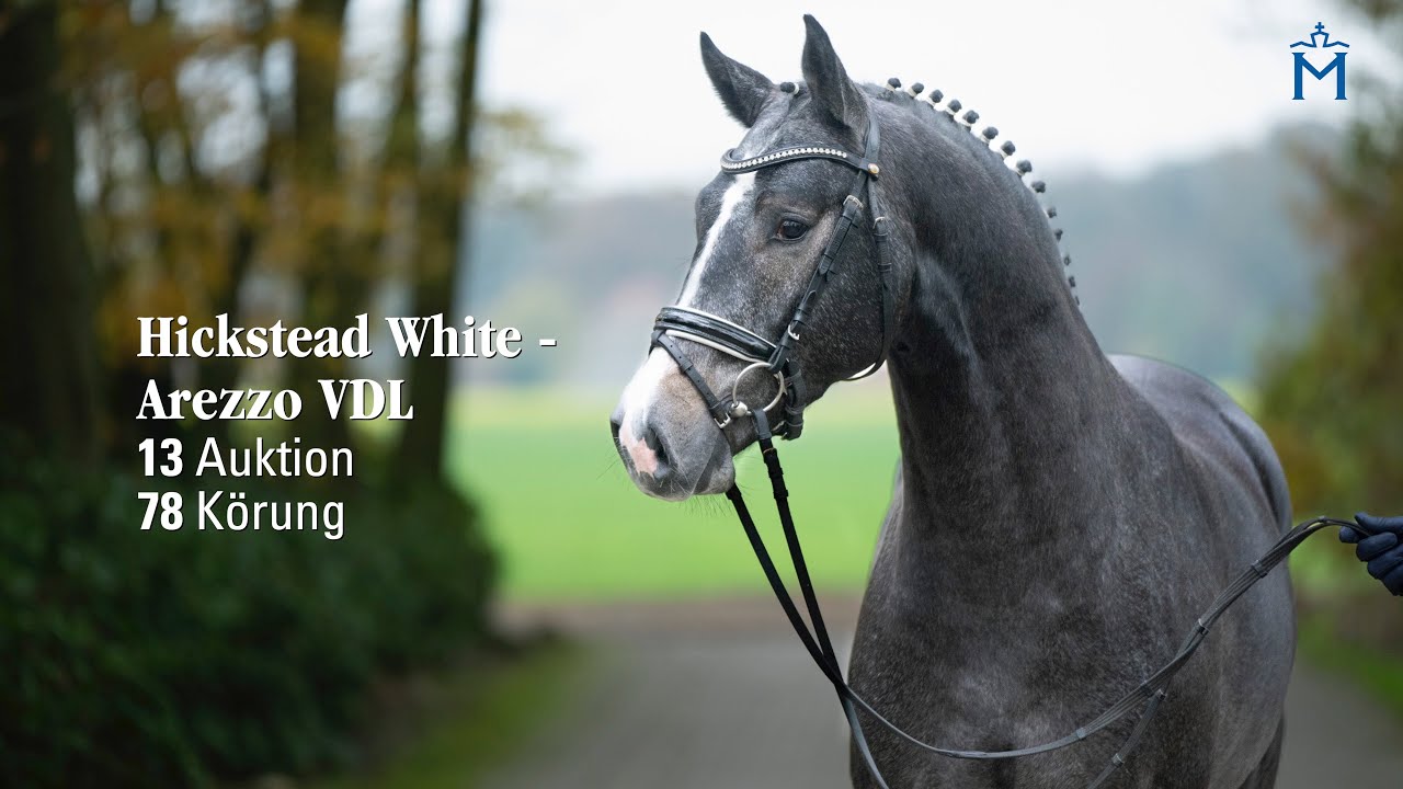Nr. 13 Hengst v. Hickstead White - Arezzo VDL