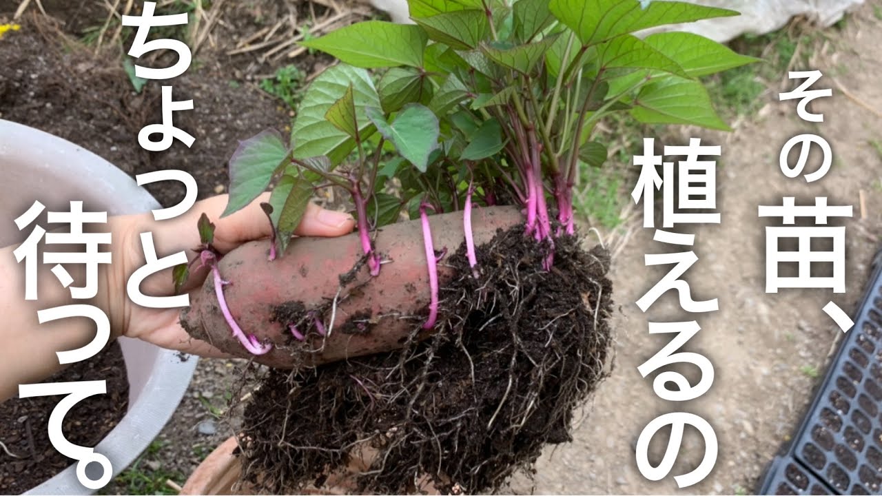 さつまいもは植える時にこうすると強く大きく育ちます【苗作り】