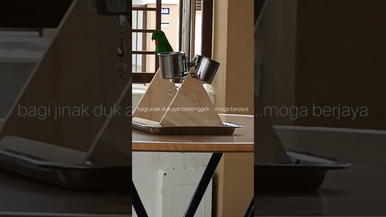 burung serindit