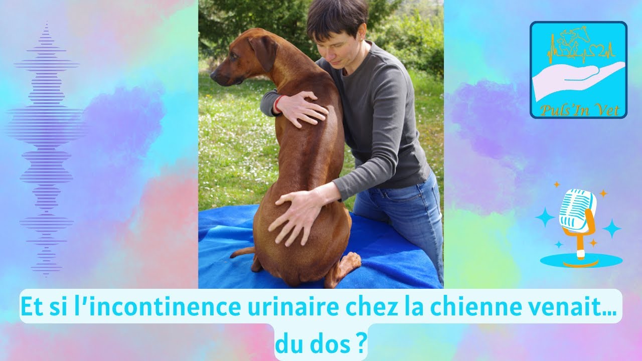 Et si l’incontinence urinaire chez la chienne venait… du dos ?