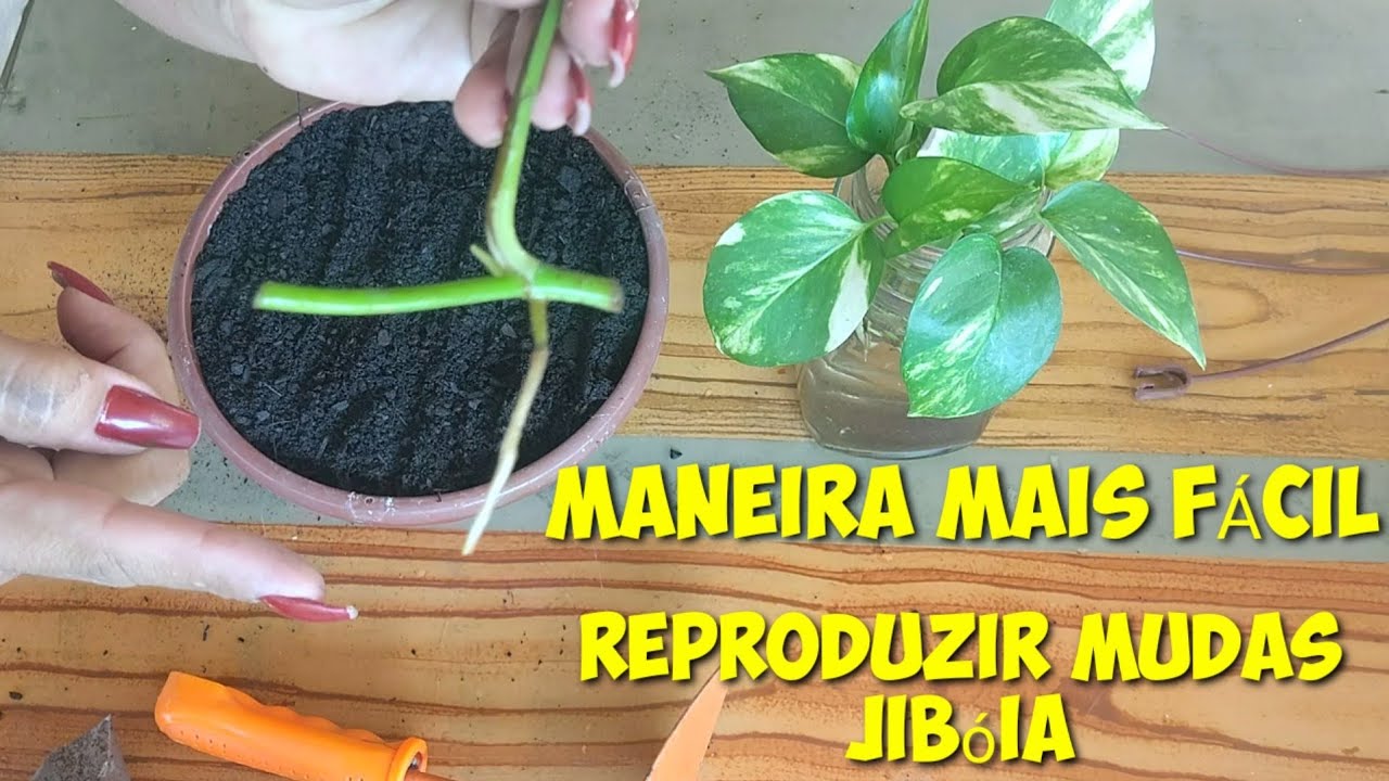 VIVENDO E PRENDENDO - COMO FAZER MUDA DE JIBÓIA - MUDA DA FOLHA DA JIBÓIA - PLANTA PENDENTE
