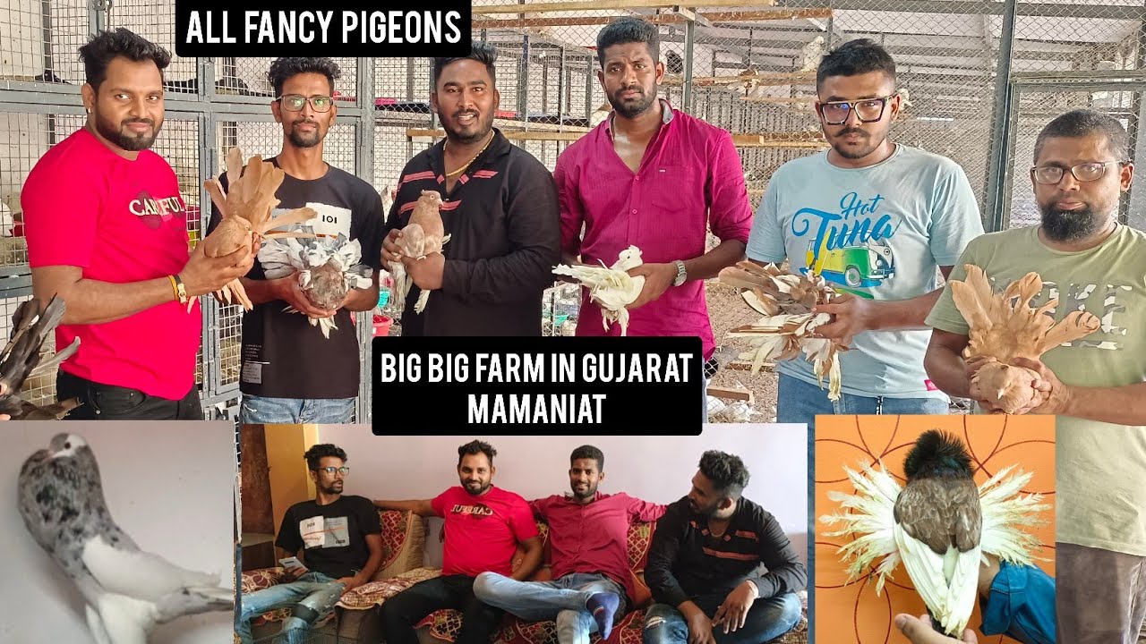 MAMANIAT FARM (ALL FANCY PIGEONS) (BIGGEST FARM GUJARAT KA) (MAMANIAT)
