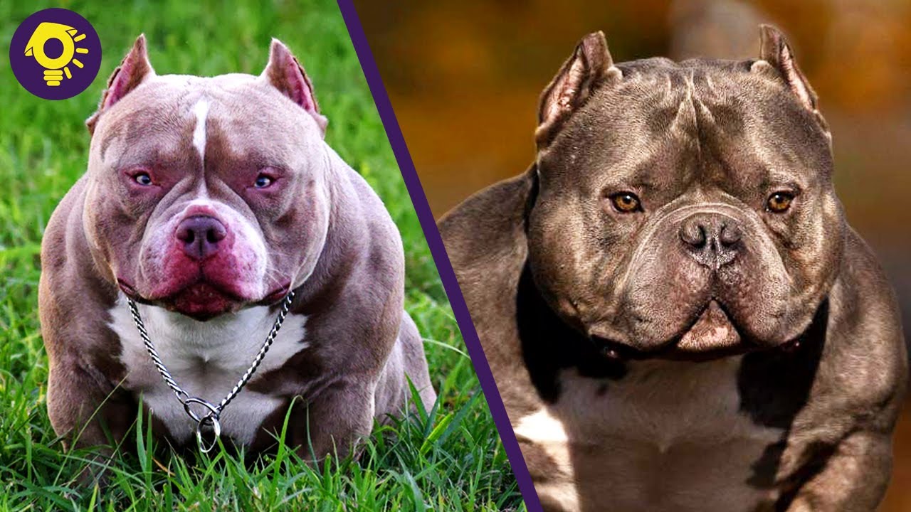 55 MILLION PESOS NA ASO | Pinakamahal na Aso sa Mundo (Exotic American Bully) Aba Ayos To!