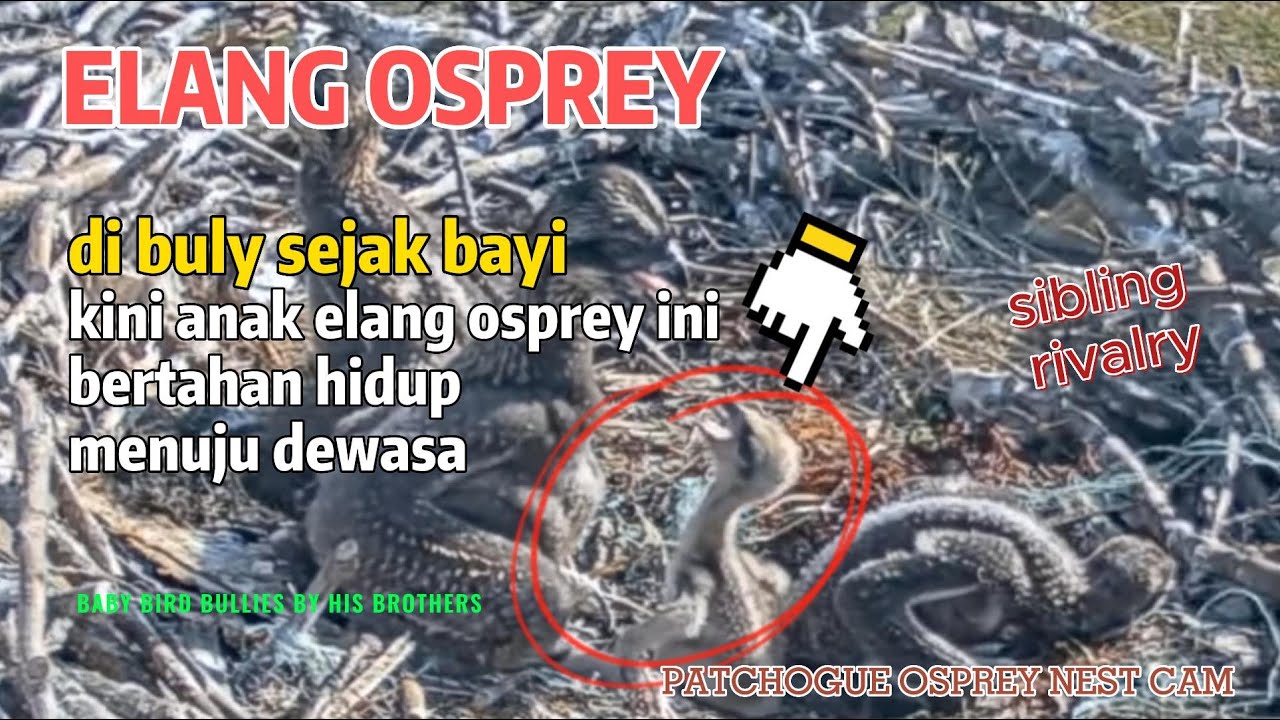 BAYI KECIL OSPREY HIDUP DALAM BULIAN KETIGA SUDARANYA