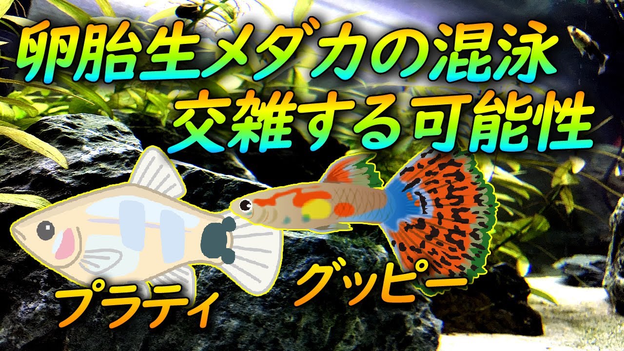 グッピーやプラティなど卵胎生メダカ同士が交雑（交配）する可能性について