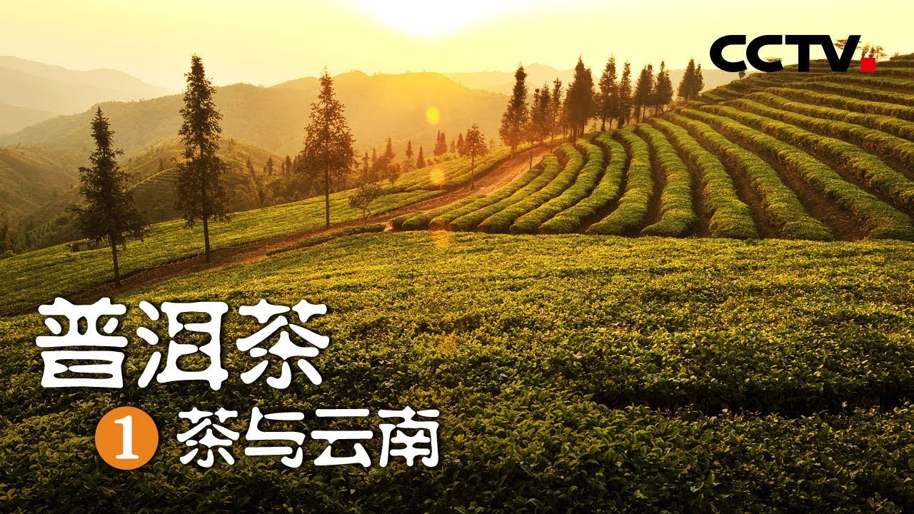 《普洱茶》第一集 茶与云南 | CCTV纪录