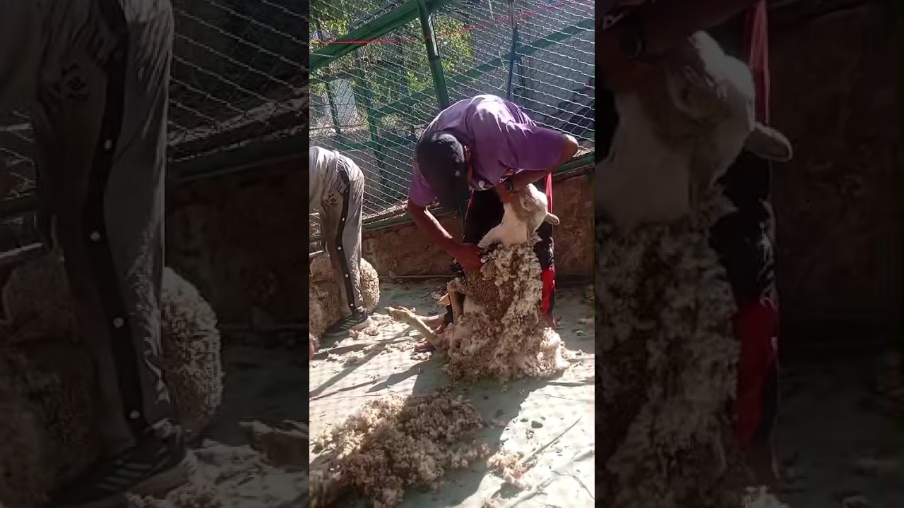 Shearing at Skust training centre 