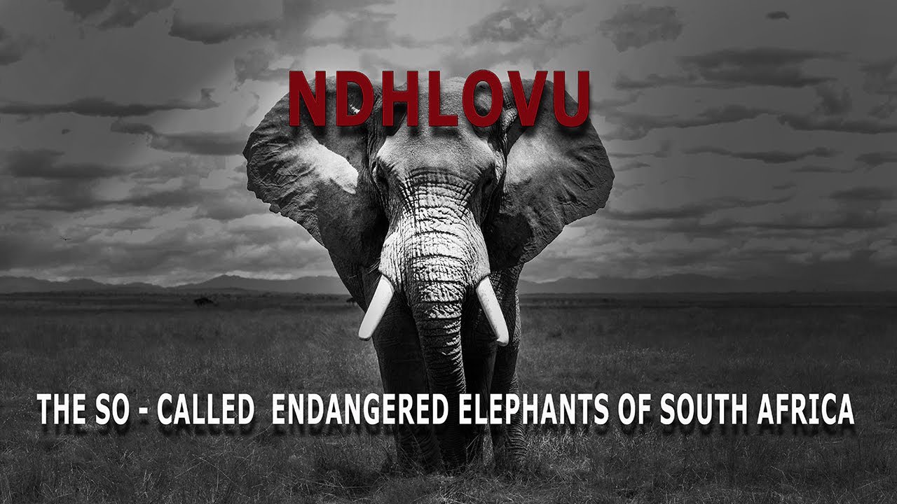 NDHLOVU the so called endangered elephants of South Africa