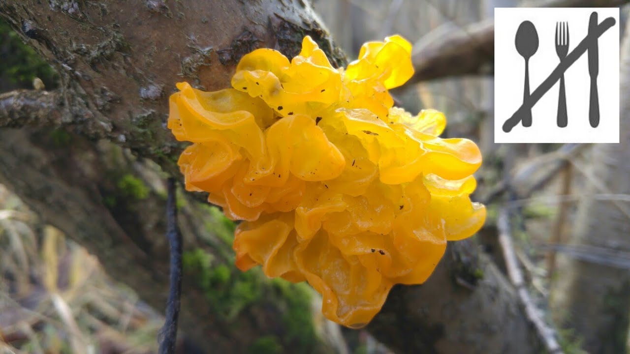 Trzęsak pomarańczowożółty (Tremella mesenterica) Szczawnica